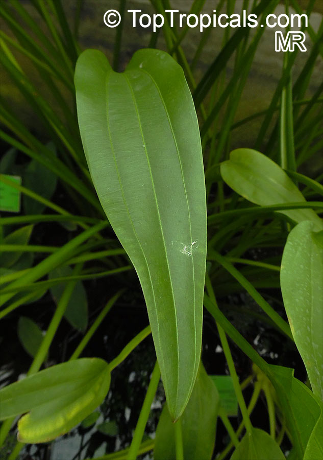 Echinodorus sp., Sword-Plant