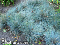 Festuca glauca, Blue Fescue

Click to see full-size image