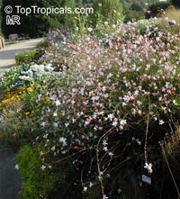 Gaura lindheimeri, White Butterfly, Whirling Butterfly

Click to see full-size image