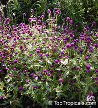 Gomphrena sp., Globe amaranth, Bachelor's buttons

Click to see full-size image