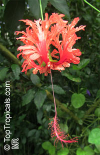 Hibiscus schizopetalus, Coral Hibiscus, Skeleton Hibiscus, Chinese Lantern, Japanese Lantern, Fringed Hibiscus

Click to see full-size image