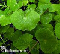 Hydrocotyle leucocephala, Brazilian Pennywort

Click to see full-size image