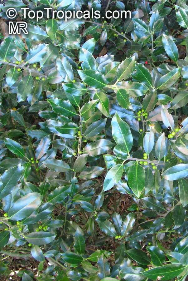 Ilex aquifolium , European Holly . Ilex aquifolium var. heterophylla