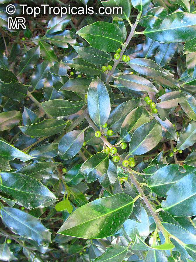 Ilex aquifolium , Holly, European Holly 
