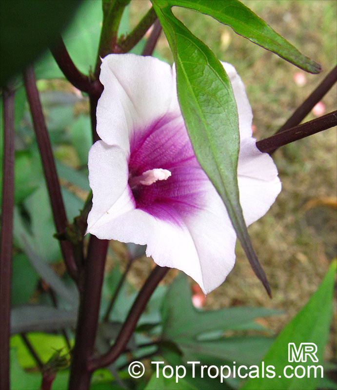 Sweet Potatoes - Ipomoea batatas