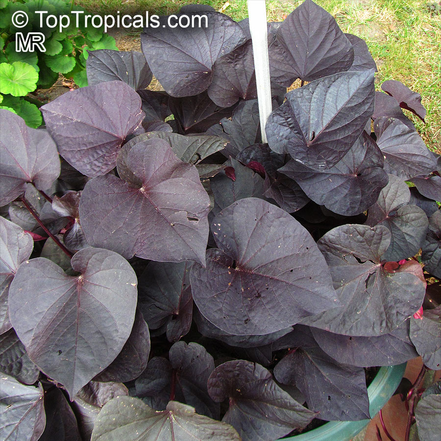 Sweet Potatoes - Ipomoea batatas