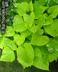 Ipomoea batatas, Sweet Potato Vine, Camote, Boniato

Click to see full-size image