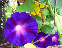 Ipomoea sp., Morning glory

Click to see full-size image