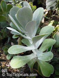 Kalanchoe tetraphylla, Kalanchoe thyrsiflora, Paddle Leaf, Flapjacks, Desert Cabbage

Click to see full-size image