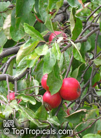 Malus sp., Apple

Click to see full-size image