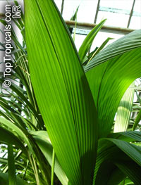 Molineria sp., Curculigo sp., Palm Grass, Whale Back, Snout Lily, Pleated Skirt

Click to see full-size image