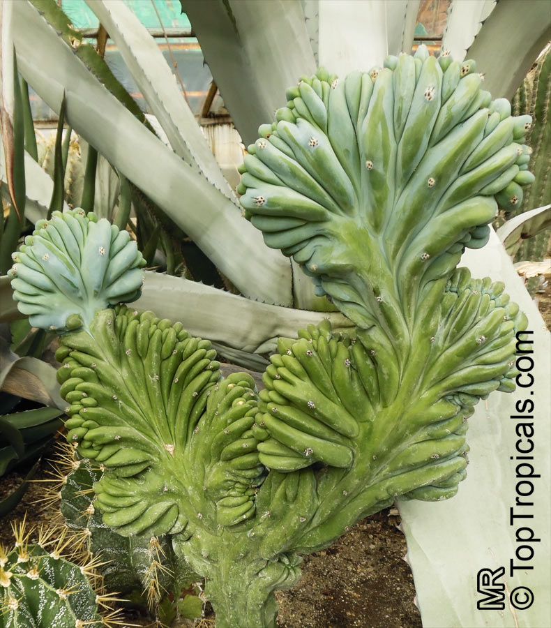Myrtillocactus geometrizans, Bilberry Cactus, Whortleberry Cactus, Blue Candle