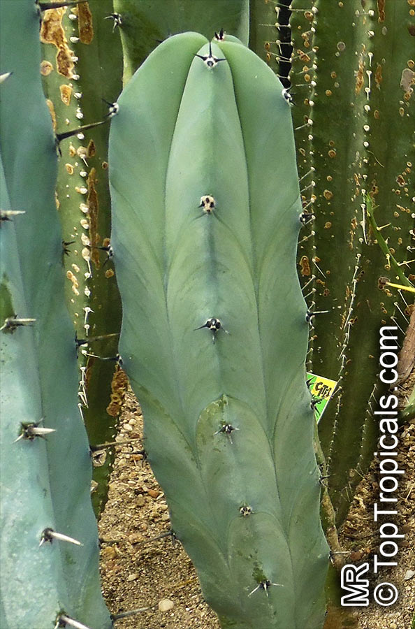 Myrtillocactus geometrizans, Bilberry Cactus, Whortleberry Cactus, Blue Candle