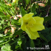 Oenothera sp., Evening Primrose, Suncups, Sundrops

Click to see full-size image