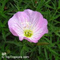 Oenothera speciosa, Pink Evening Primrose, Pinkladies

Click to see full-size image