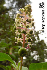Phytolacca americana , American Pokeweed

Click to see full-size image