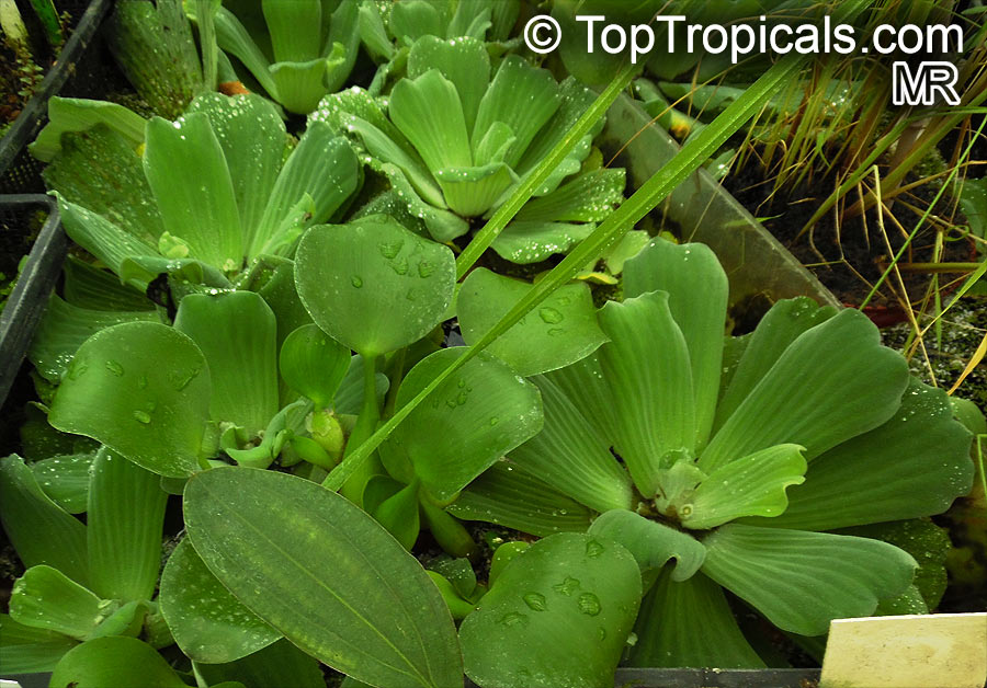 Pistia stratiotes, Water Bonnets, Water Lettuce, St. Lucy's Plant