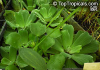 Pistia stratiotes, Water Bonnets, Water Lettuce, St. Lucy's Plant

Click to see full-size image