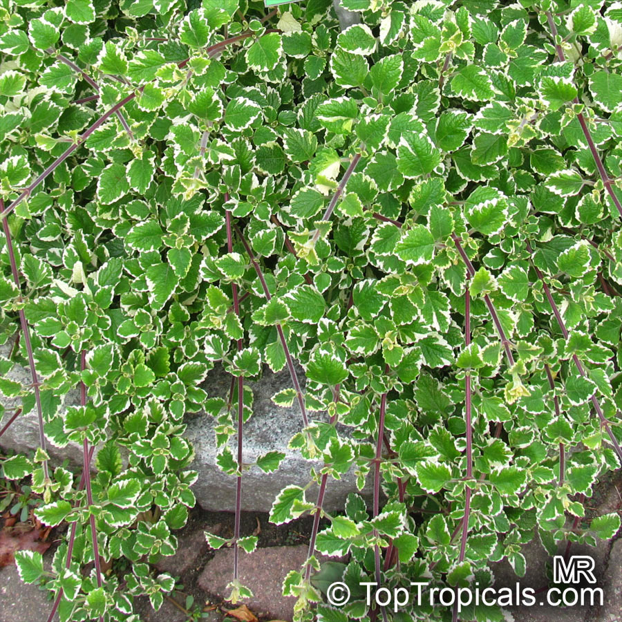 Plectranthus coleoides, White-Edged Swedish Ivy. Plectranthus coleoides 'Marginatus'