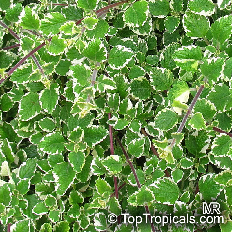 Plectranthus coleoides, White-Edged Swedish Ivy. Plectranthus coleoides 'Marginatus'