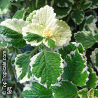 Plectranthus coleoides, White-Edged Swedish Ivy

Click to see full-size image