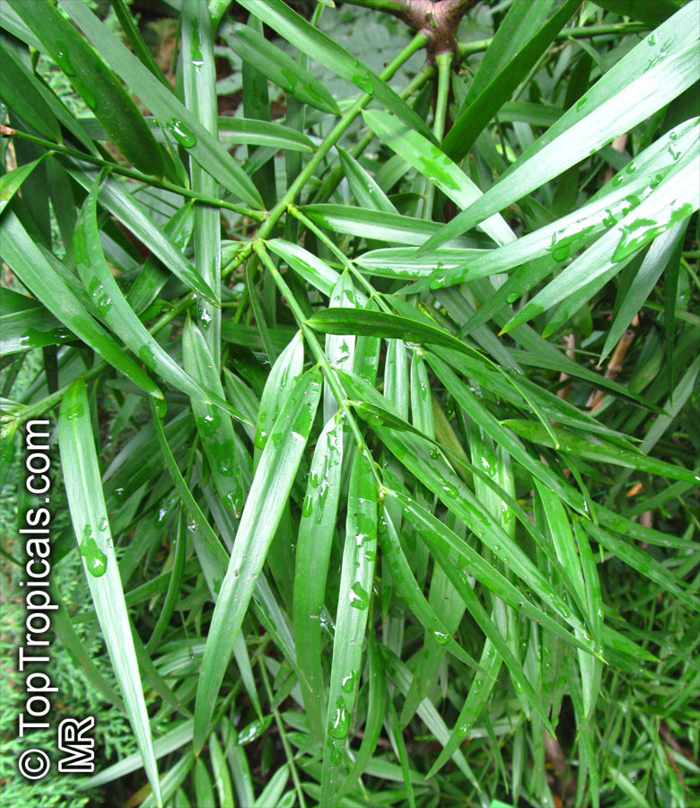 Podocarpus falcatus, Outeniqua Yellowwood