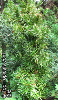 Podocarpus macrophyllus, Buddhist Pine, Chinese Yew, Kusamaki, Inumaki

Click to see full-size image