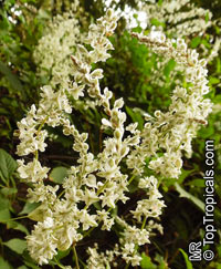 Fallopia baldschuanica, Polygonum baldschuanicum, Bilderdykia baldschuanica, Bukhara Fleeceflower, Russian Vine

Click to see full-size image
