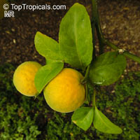 Poncirus trifoliata, Hardy Orange

Click to see full-size image
