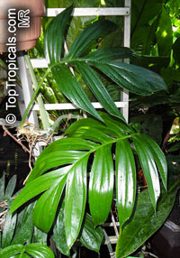 Rhaphidophora decursiva, Creeping Philodendron

Click to see full-size image