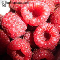 Rubus idaeus, Tropical Raspberry, Heritage Red Raspberry

Click to see full-size image