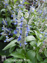 Salvia farinacea, Mealy Sage

Click to see full-size image