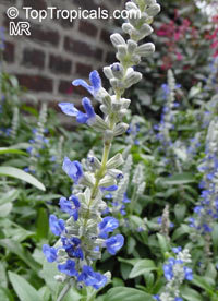 Salvia farinacea, Mealy Sage

Click to see full-size image