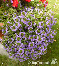 Scaevola aemula, Blue wonder, Escabola, Fan flower

Click to see full-size image