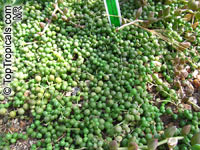 Curio rowleyanus, Senecio rowleyanus, String of peas, String of pearls, Bead Plant

Click to see full-size image