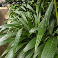 Setaria palmifolia, Panicum palmifolium, Palmgrass, Highland Pitpit

Click to see full-size image