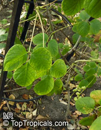Sinofranchetia chinensis, Sinofranchetia

Click to see full-size image