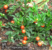 Solanum capsicastrum, False Jerusalem Cherry, Winter Cherry, Christmas Cherry

Click to see full-size image