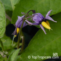 Solanum dulcamara, Bittersweet Nightshade, Climbing Nightshade

Click to see full-size image