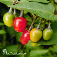 Solanum dulcamara, Bittersweet Nightshade, Climbing Nightshade