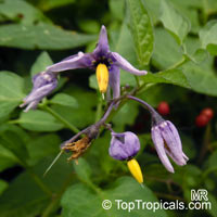 Solanum dulcamara, Bittersweet Nightshade, Climbing Nightshade

Click to see full-size image