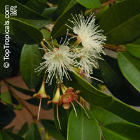 Syzygium paniculatum, Eugenia paniculata, Australian Brush Cherry, Magenta Lilly Pilly 