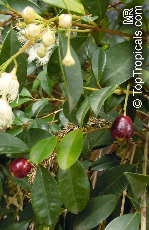 Syzygium paniculatum, Eugenia paniculata, Australian Brush Cherry, Magenta Lilly Pilly 