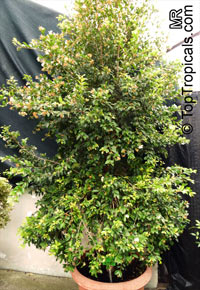 Syzygium paniculatum, Eugenia paniculata, Australian Brush Cherry, Magenta Lilly Pilly 

Click to see full-size image