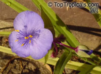 Tradescantia virginiana, Tradescantia x andersoniana, Virginia Spiderwort, Lady's Tears

Click to see full-size image