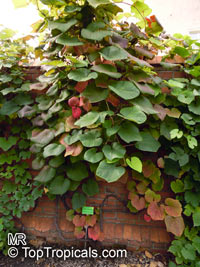 Vitis sp., Grapevines

Click to see full-size image