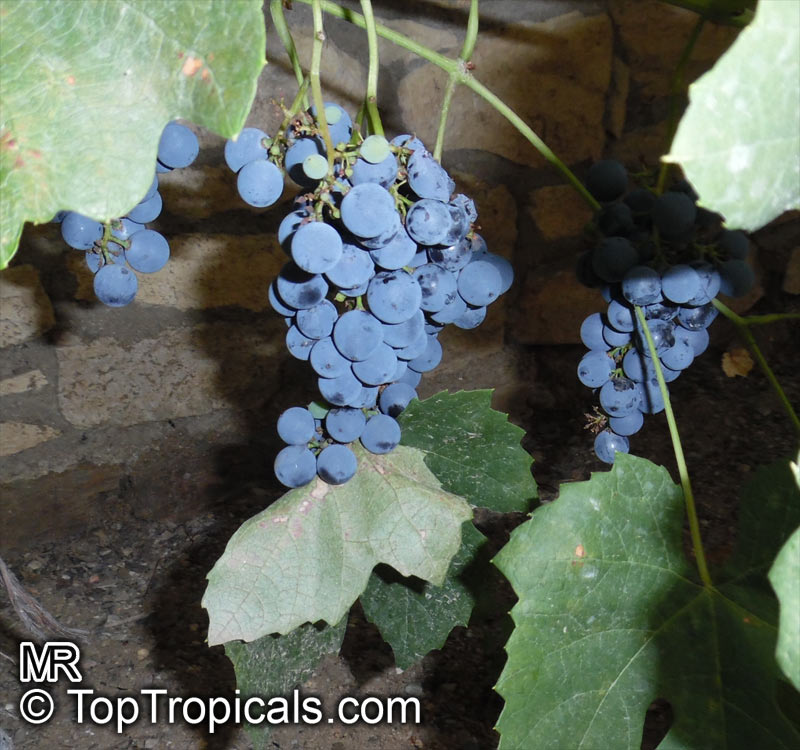 Vitis vinifera, Wine Grape