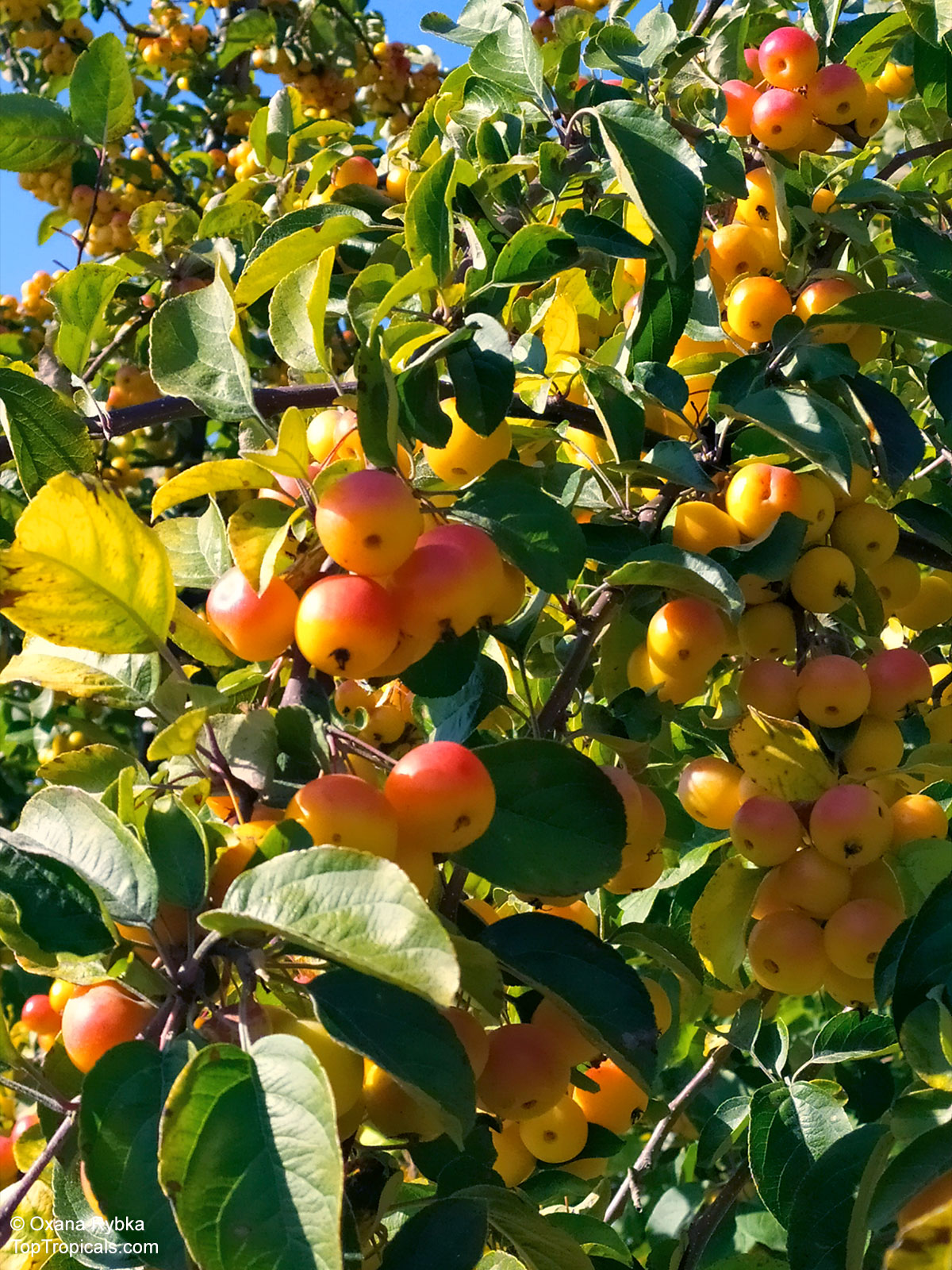Malus sp., Apple. Malus 'Butterball' Malus sp., Apple. Malus 'Butterball'