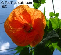 Abutilon x hybridum, Flowering Maple, Weeping Maple,Chinese Lantern

Click to see full-size image