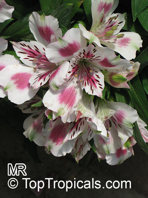 Alstroemeria sp., Peruvian Lily